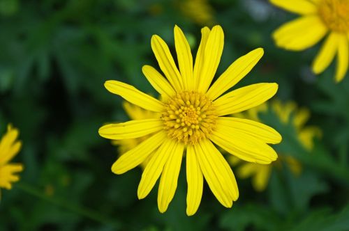 daisy white flower