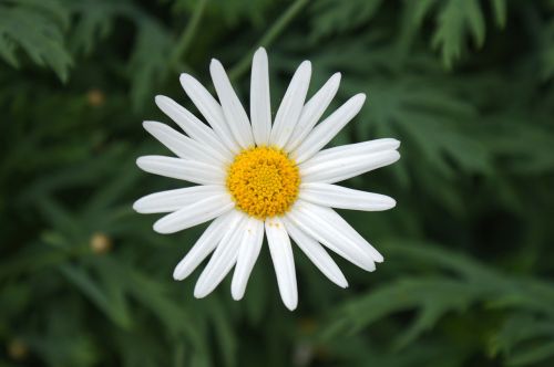 daisy white flower