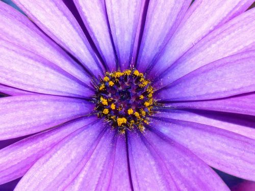 daisy lilac detail