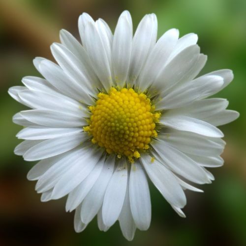 daisy blossom bloom