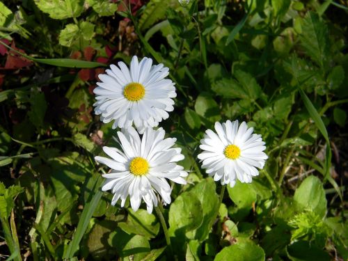 daisy flower white flowers