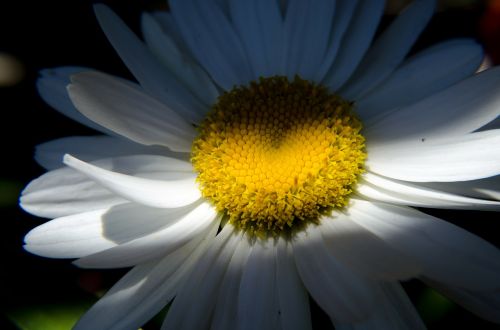 daisy flower nature