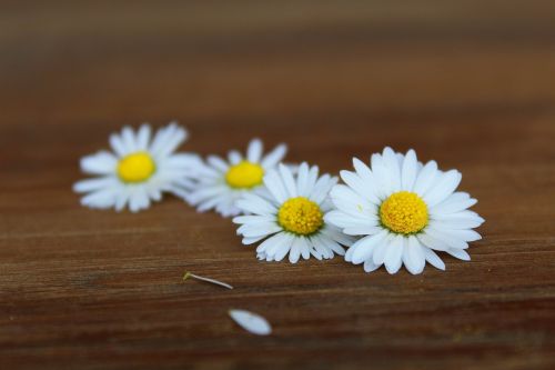 daisy flowers white