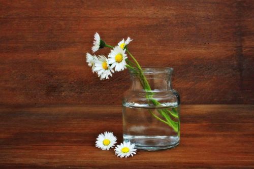 daisy flowers plant