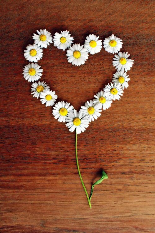 daisy heart daisy heart