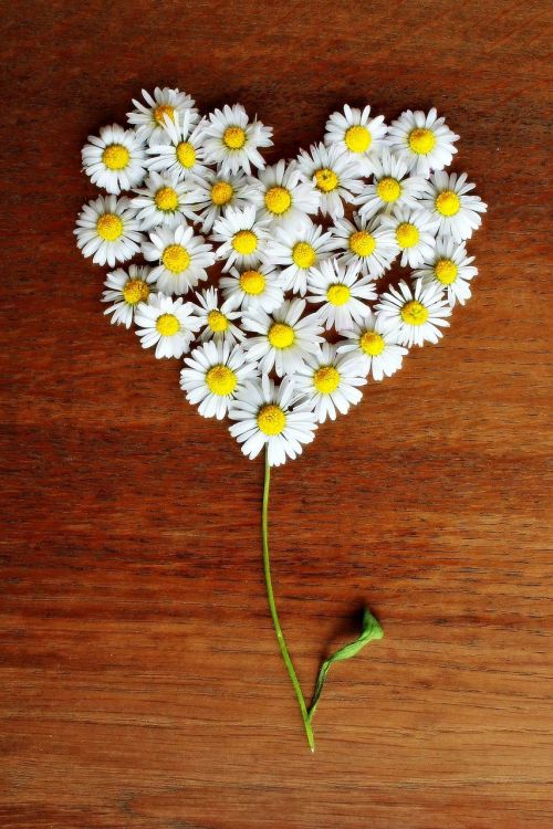 daisy heart daisy heart