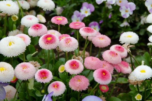daisy korbblüter flowers