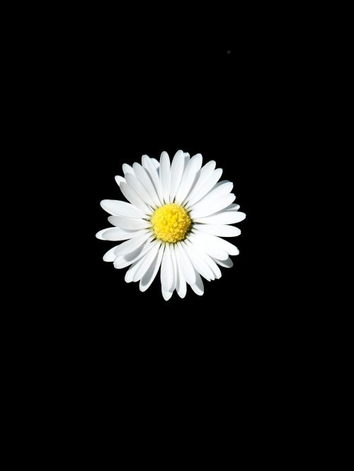 daisy white pointed flower