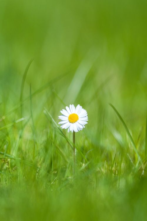 daisy flower grass