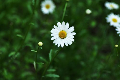 daisy ox-eye daisy flower