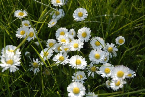 daisy blossom bloom