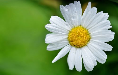 daisy flowers meadow