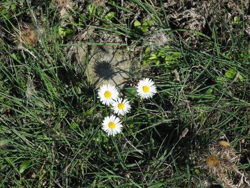 daisy grass wild flower