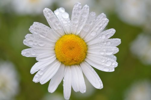 daisy flower white