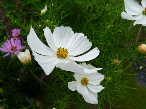 daisy flower bloom