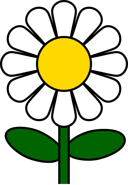 daisy flower plant