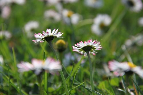daisy meadow spring