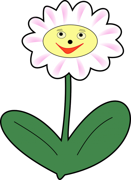 daisy flower plant