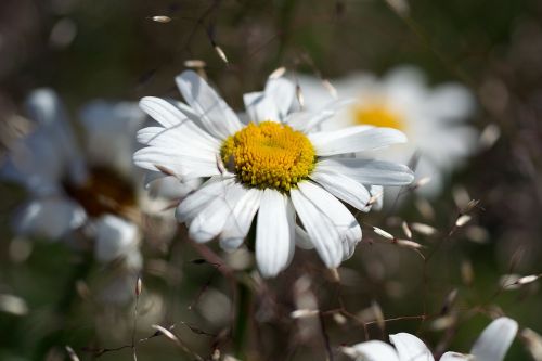 daisy flower nature