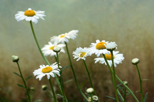 daisy flower white