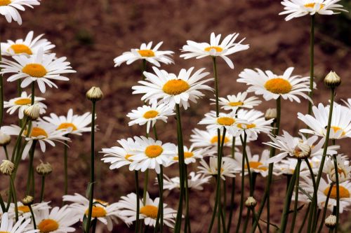 daisy flower white