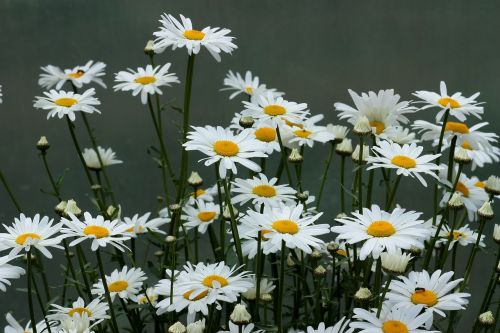 daisy flower white