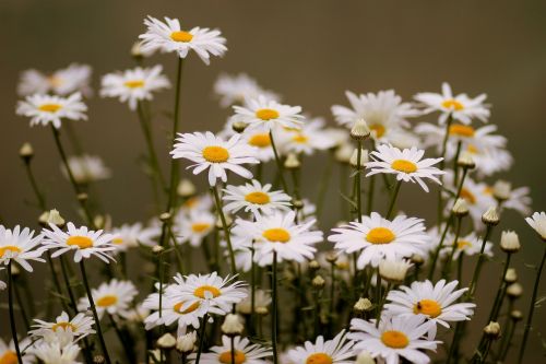 daisy flower white