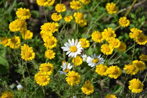 daisy flowers chamomile