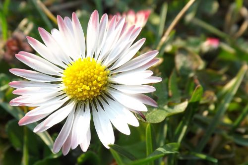 daisy meadow nature