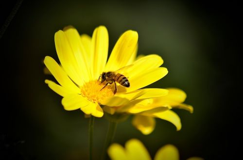daisy bee yellow