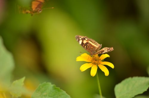 daisy butterfly lepidopteran