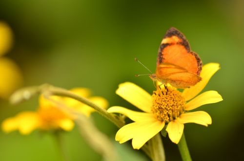 daisy butterfly lepidopteran