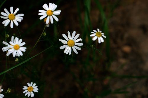 daisy white grass