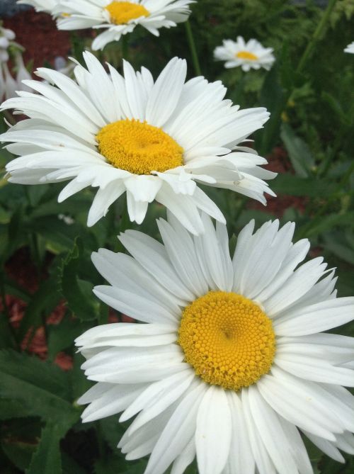 daisy flower white