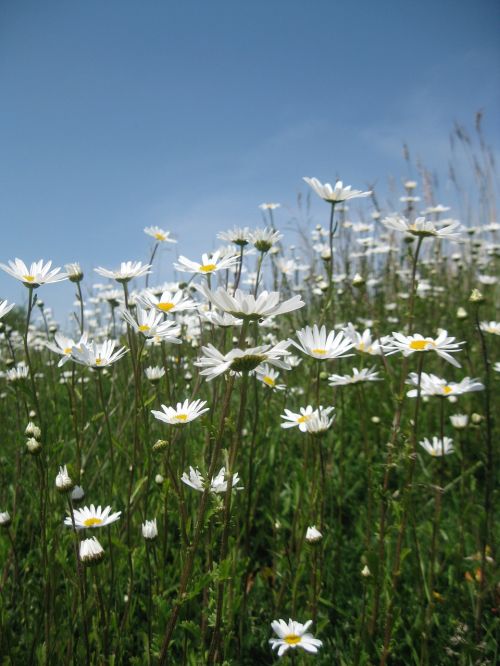daisy field summer
