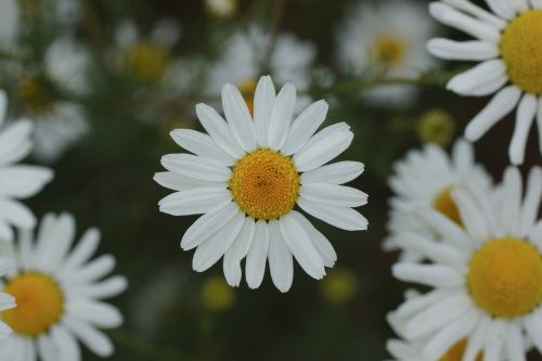 daisy white yellow