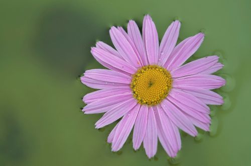 daisy flower plant