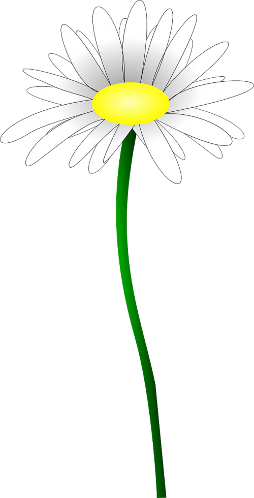 daisy flower marguerite