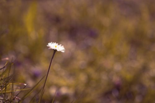 daisy flower pointed flower