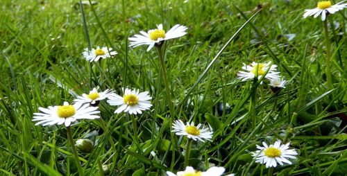 daisy meadow flower meadow