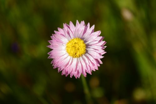 daisy close pointed flower
