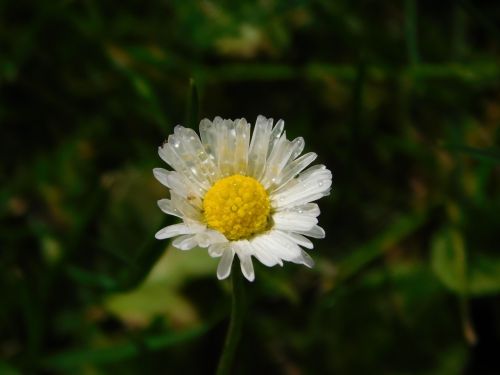 daisy drop of water drip