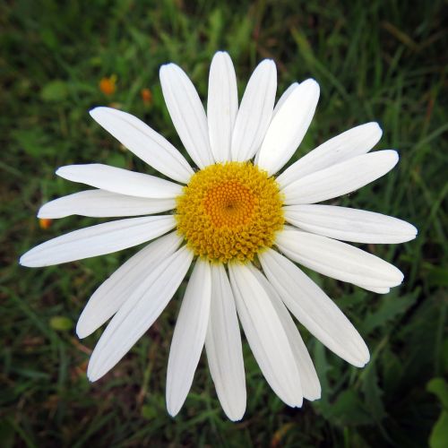 daisy flower wild