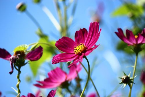 flower spring cosmea