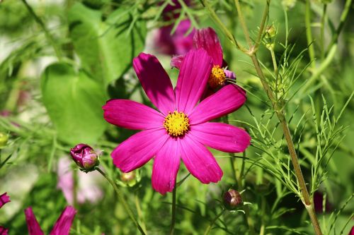 flower spring cosmea