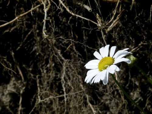daisy flower wild flower