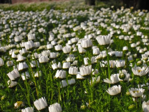 daisy margaret early morning