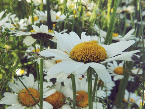 daisy nature grass