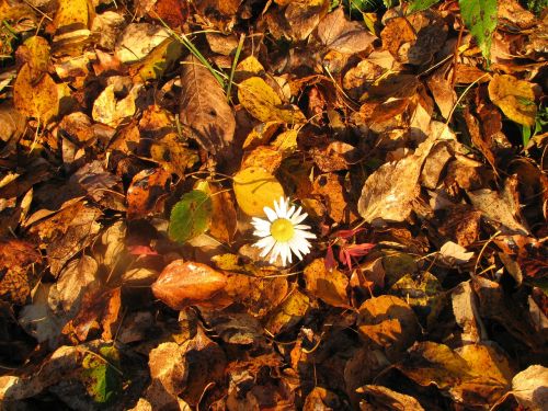 daisy autumn lonely