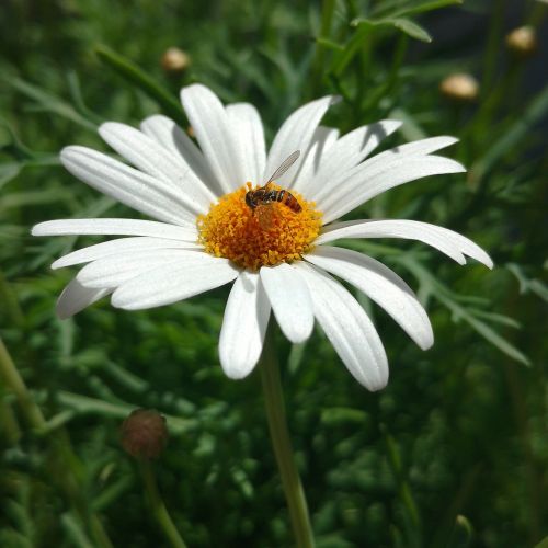 daisy flower nectar